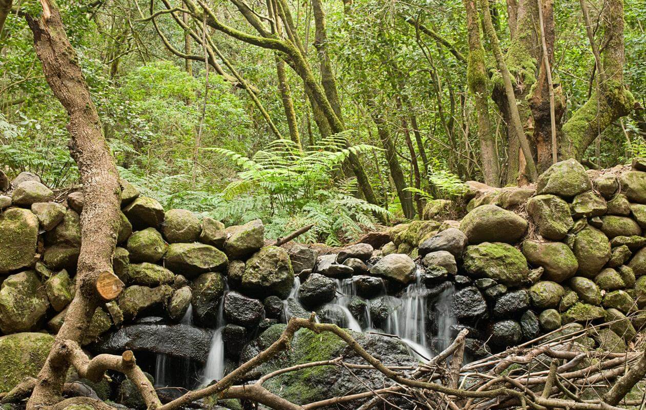 Contadero-El Cedro. Senderos de La Gomera