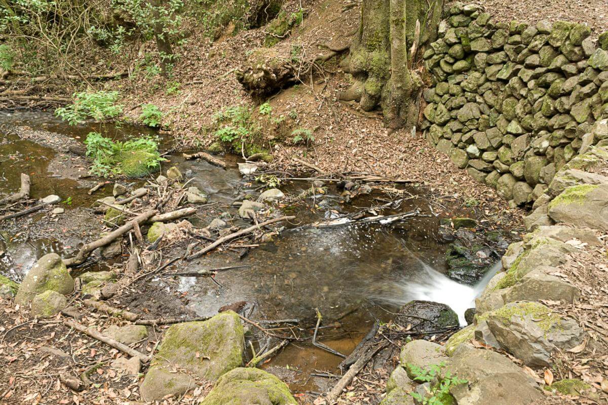 Sendero Contadero-El Cedro