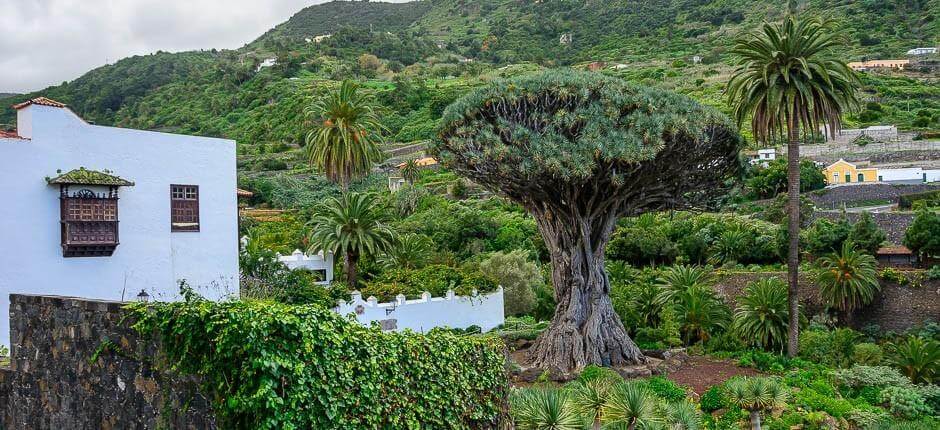 Parque del Drago Milenario – Tenerife – Centros turísticos