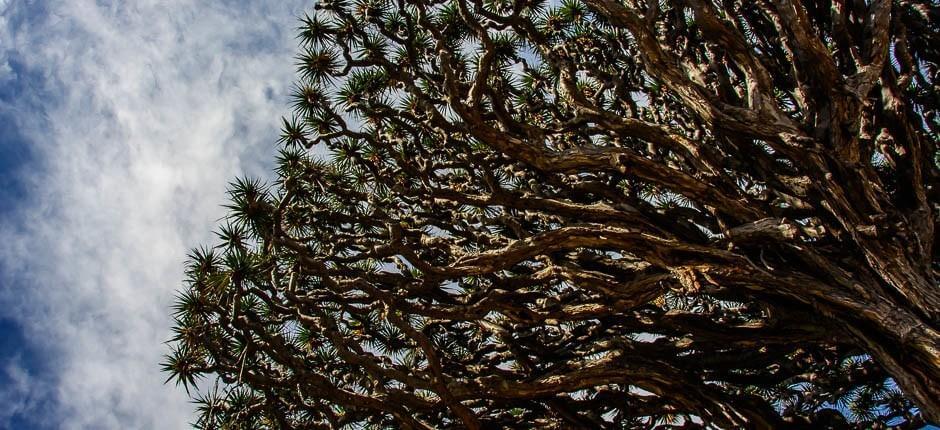 Parque del Drago Milenario – Tenerife – Centros turísticos