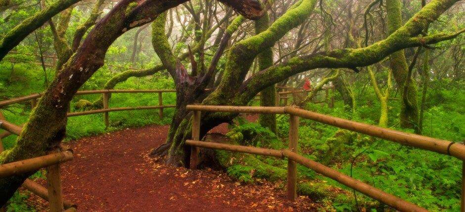 Parque Nacional de Garajonay, en La Gomera