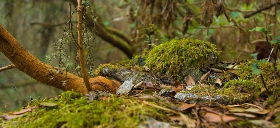 Reserva de Mencáfete Espacios naturales de El Hierro