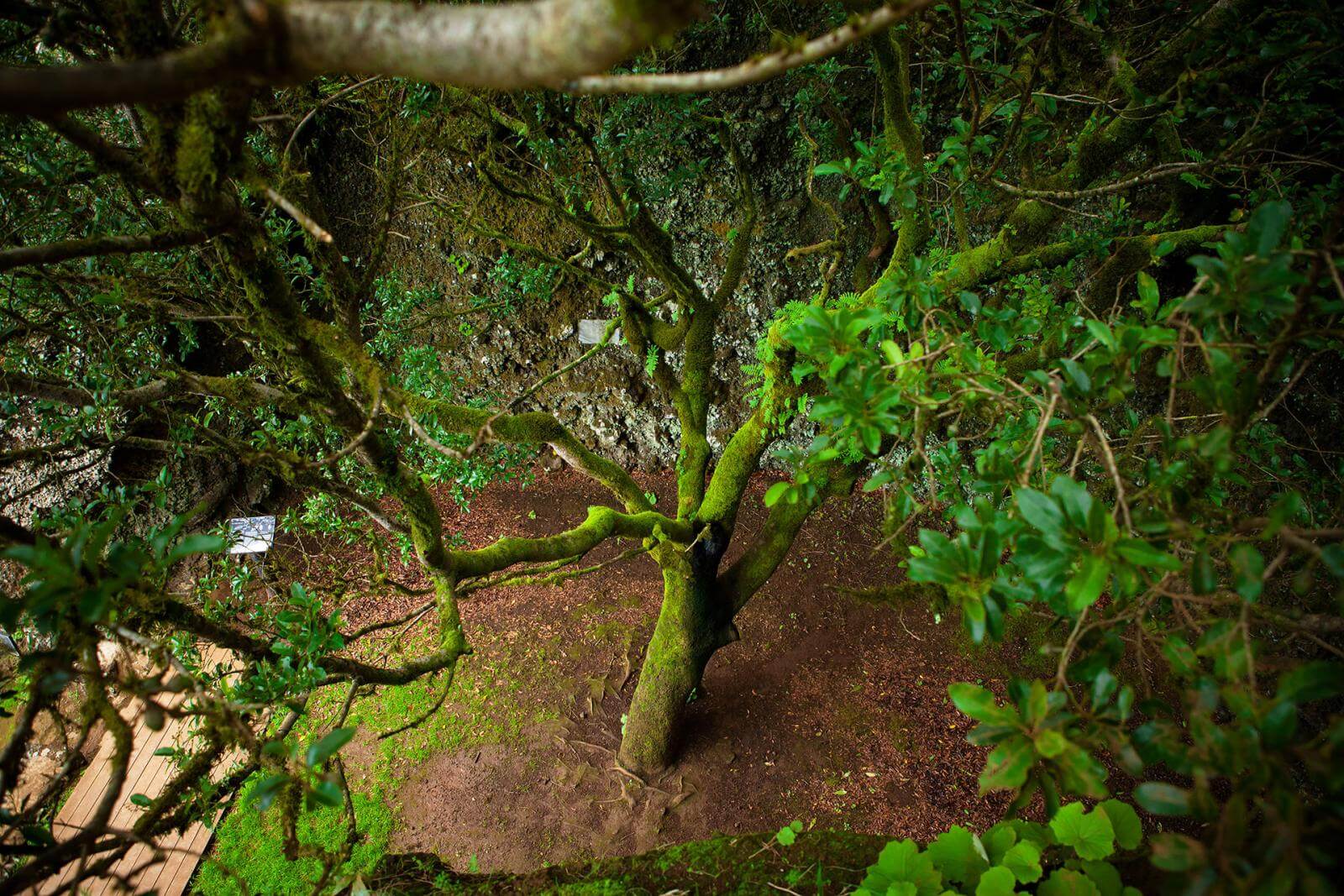 El Garoé, El Hierro. 