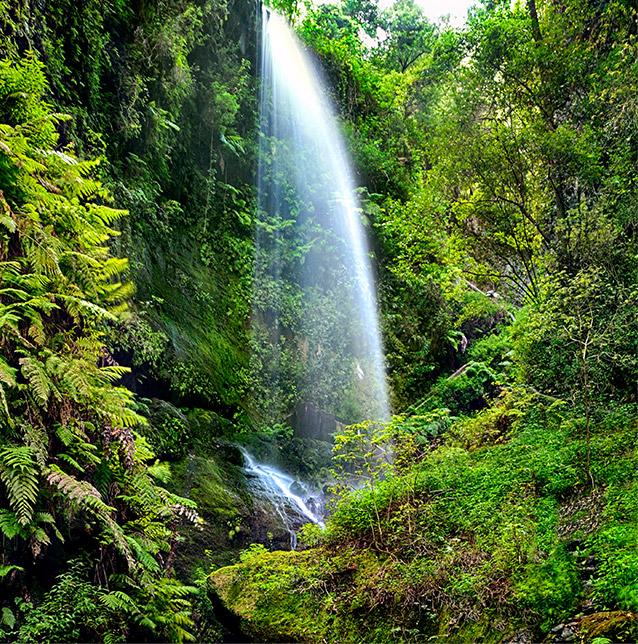 Bosque de Los Tilos