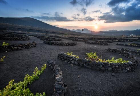 La Geria. Lanzarote.