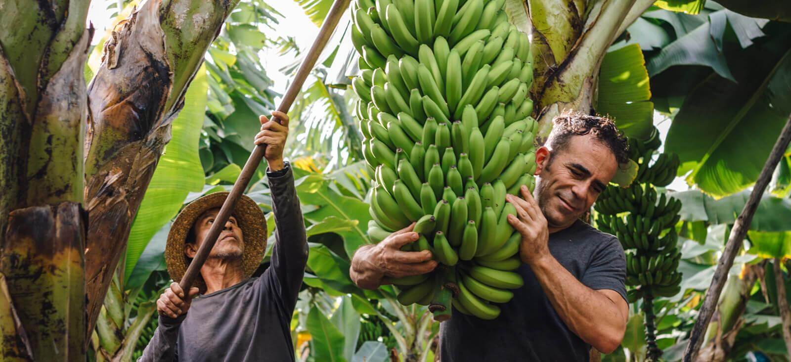 Plataneras. La Palma