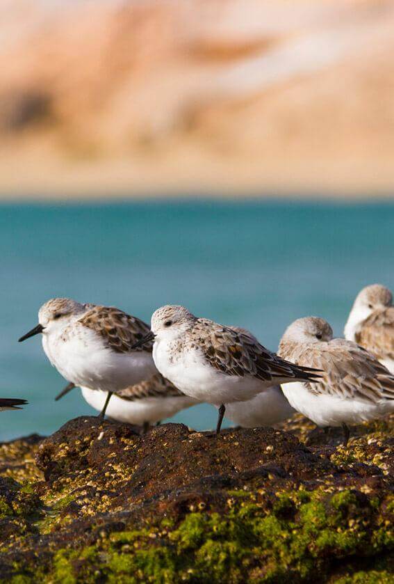 Butihondo. Fuerteventura.