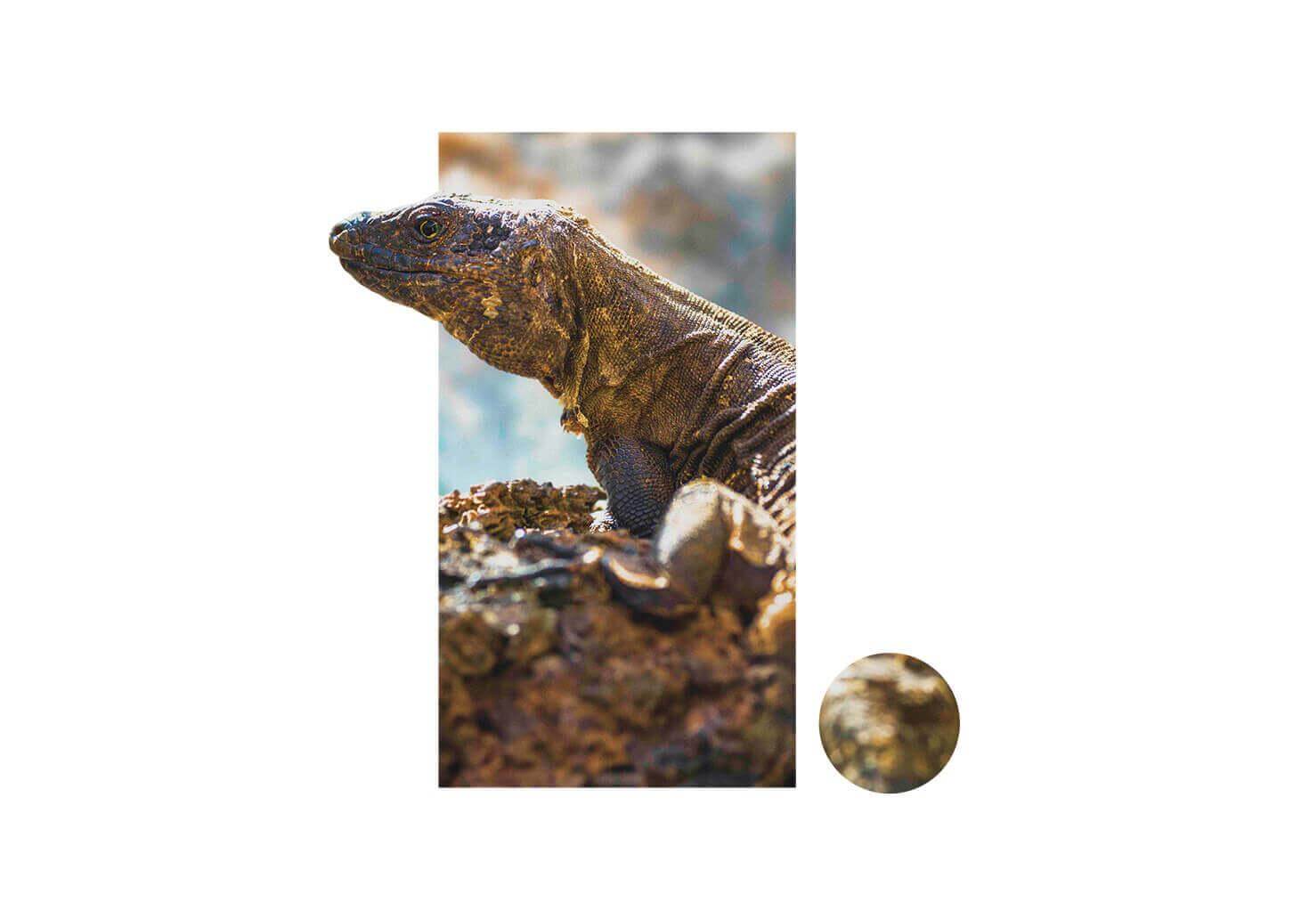 Implicado en la conservación