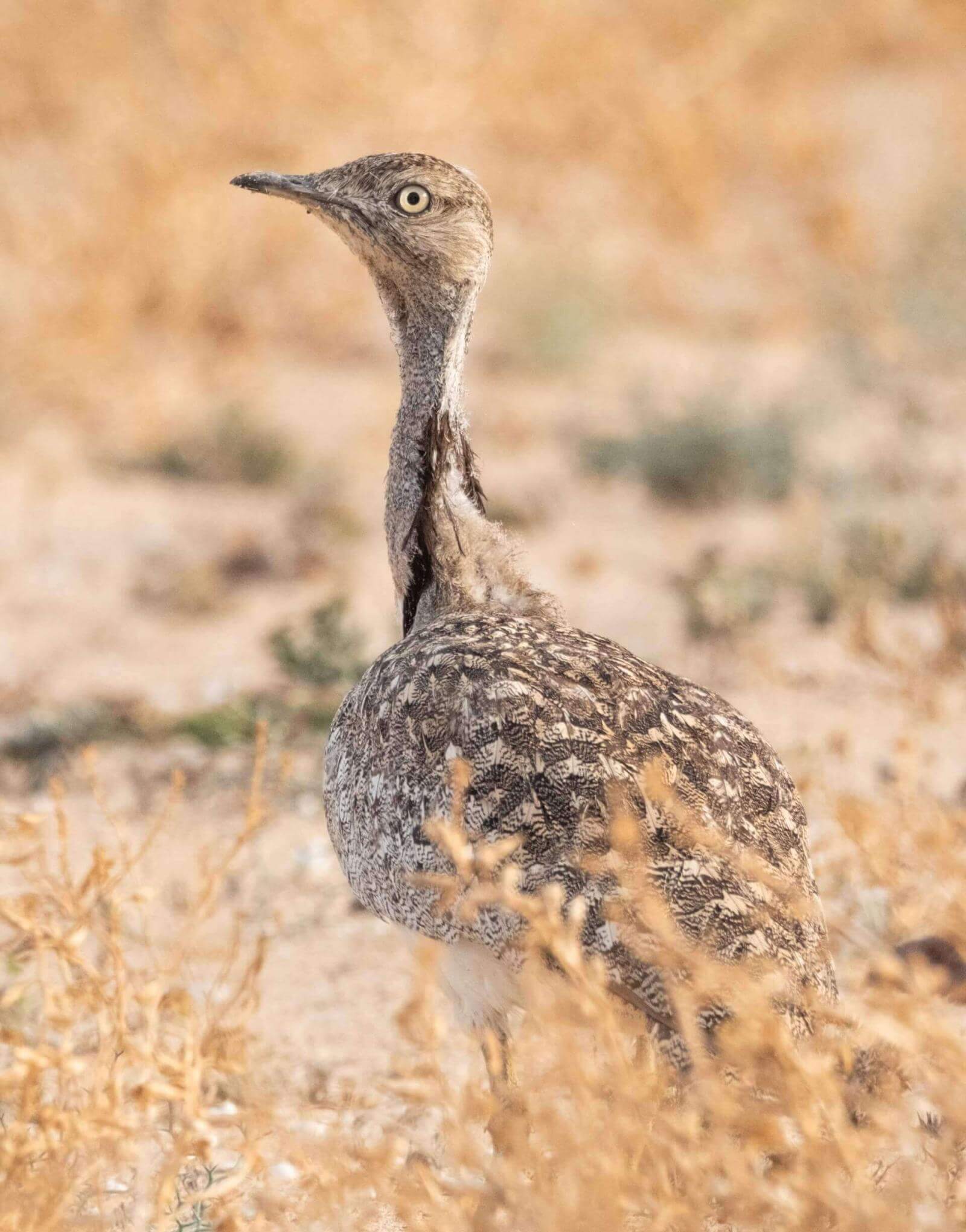 Ave de cuello largo y plumaje moteado marrón, mirando erguida en campo abierto de una zona árida.