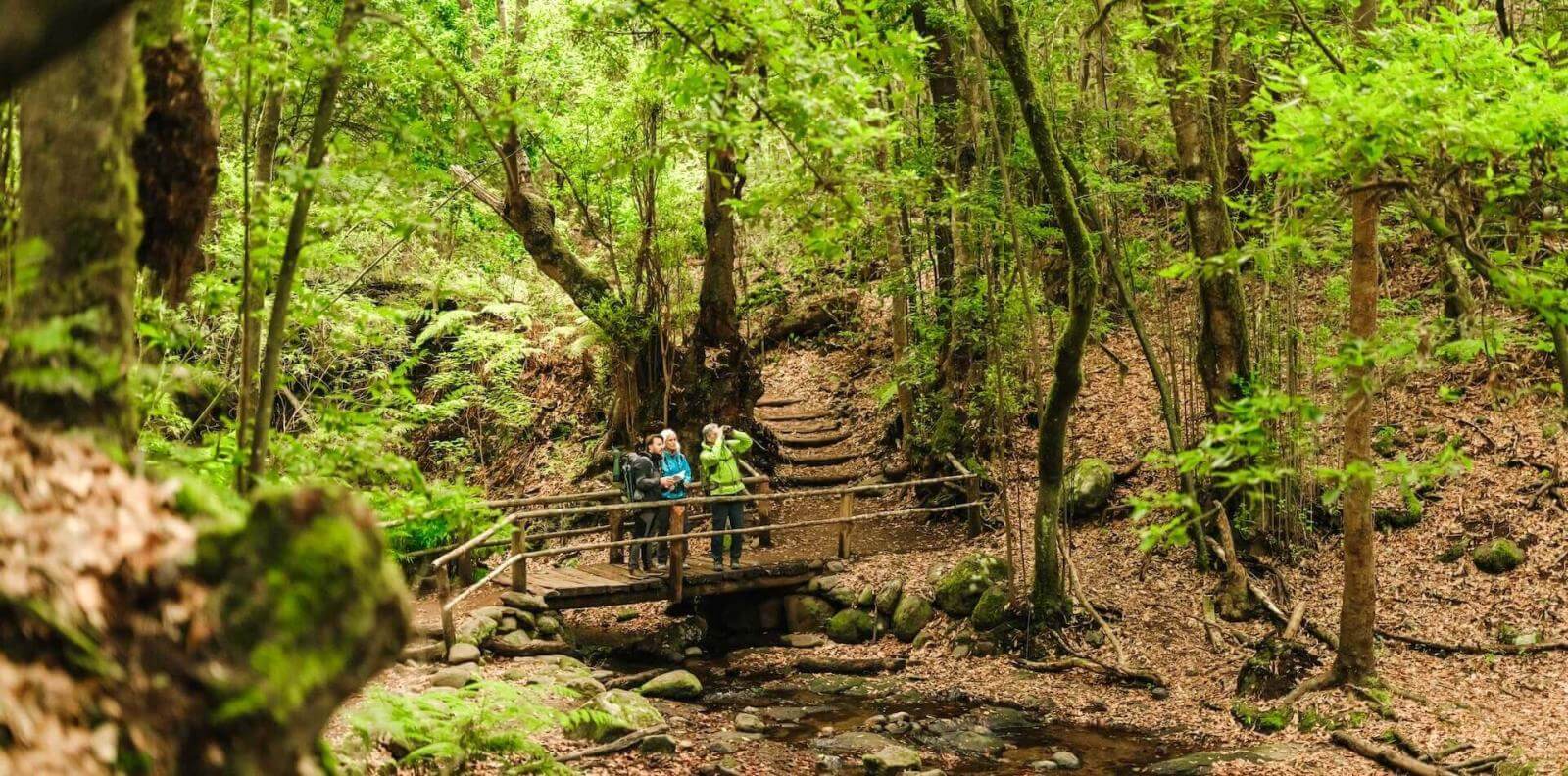 Grupo haciendo senderismo en bosque verde cruzando puente sobre arroyo en Parque Rural de Anaga, Tenerife.