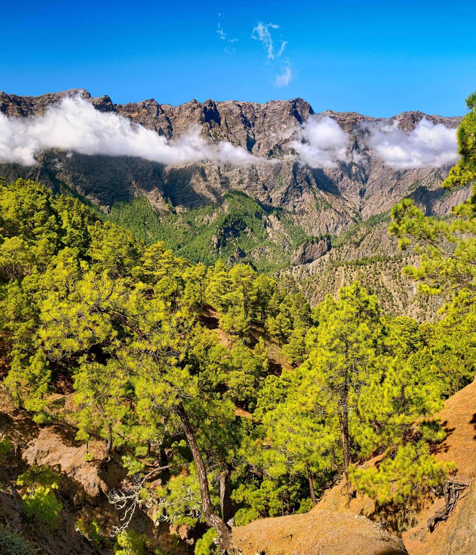 Ladera volcánica con bosque de pino canario y cresta montañosa al fondo cubierta parcialmente por nubes bajas.