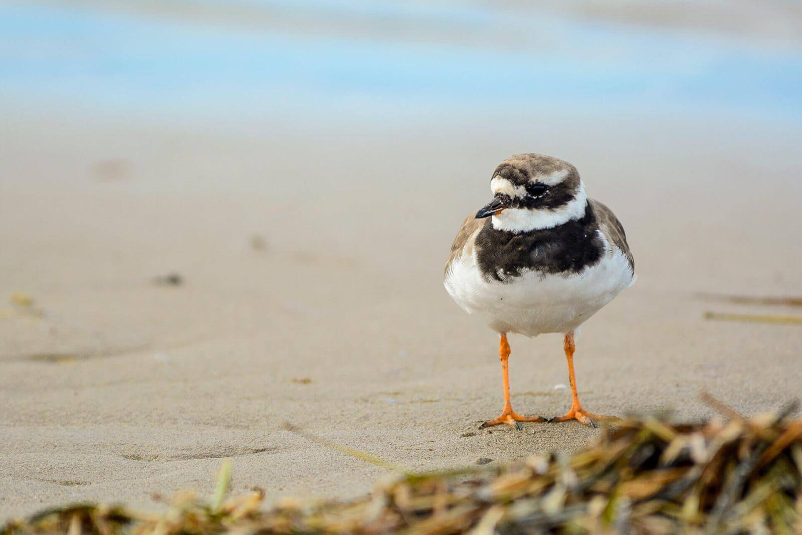 Ave pequeña de patas naranjas, con plumaje marrón y vientre blanco en la arena de la playa.