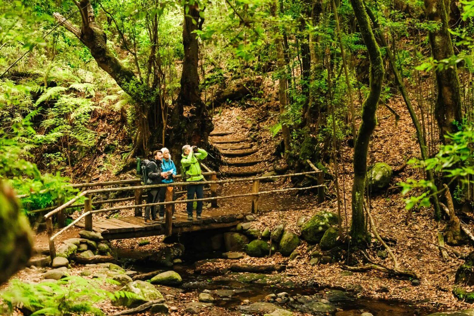 Tres personas cruzan un pequeño puente de madera de un sendero que atraviesa un frondoso bosque de laurisilva
