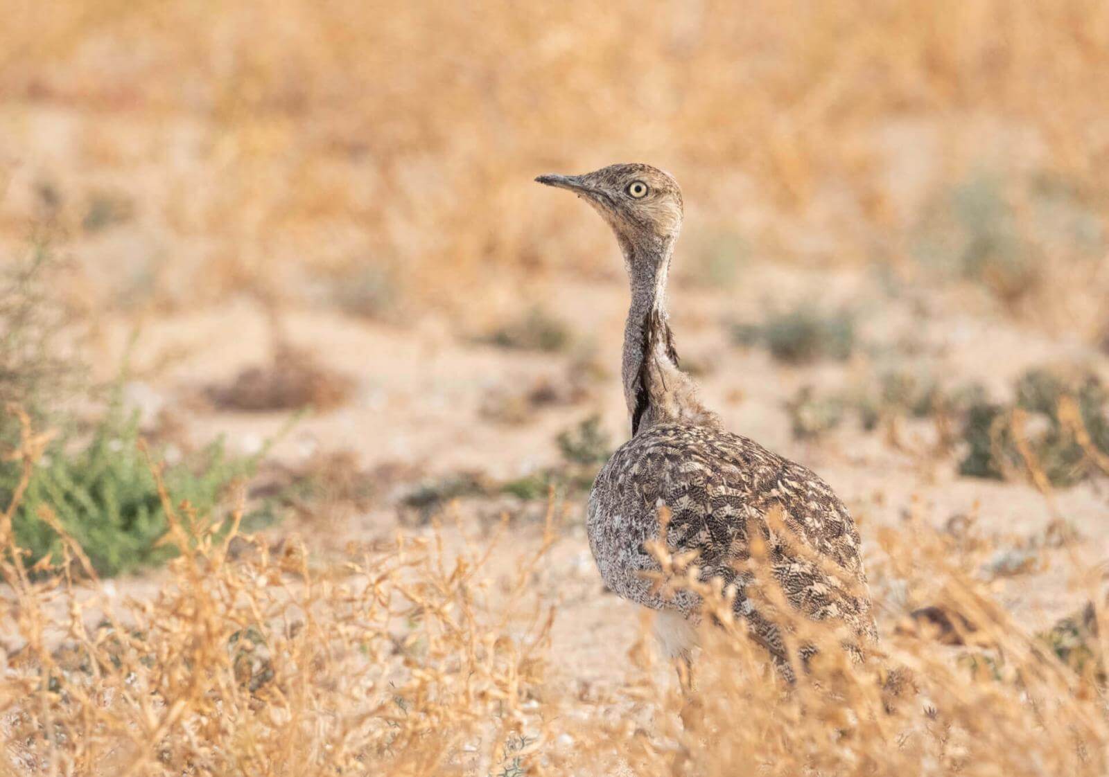 Ave parda de cuello largo y plumaje moteado, erguida entre vegetación dispersa en un paisaje árido.