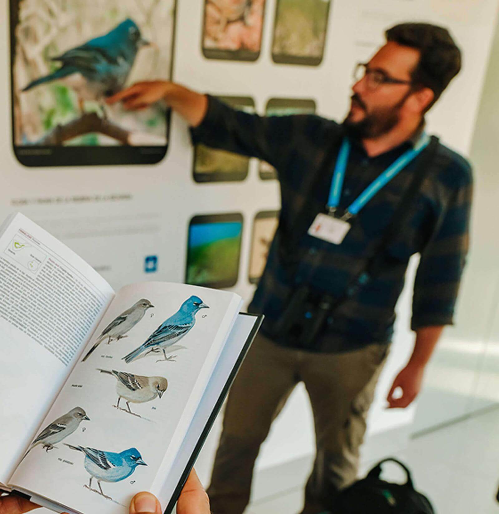 Guía señalando la imagen de un pinzón azul en un panel informativo del mirador mientras explica.