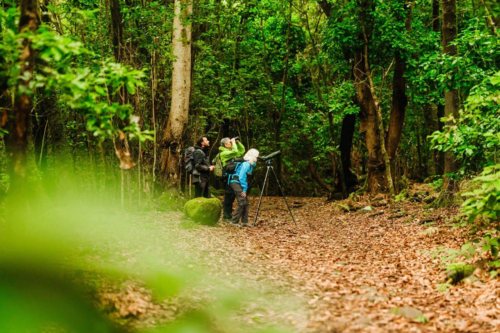 Personas observando aves en un camino cubierto de hojas secas dentro de un bosque frondoso.