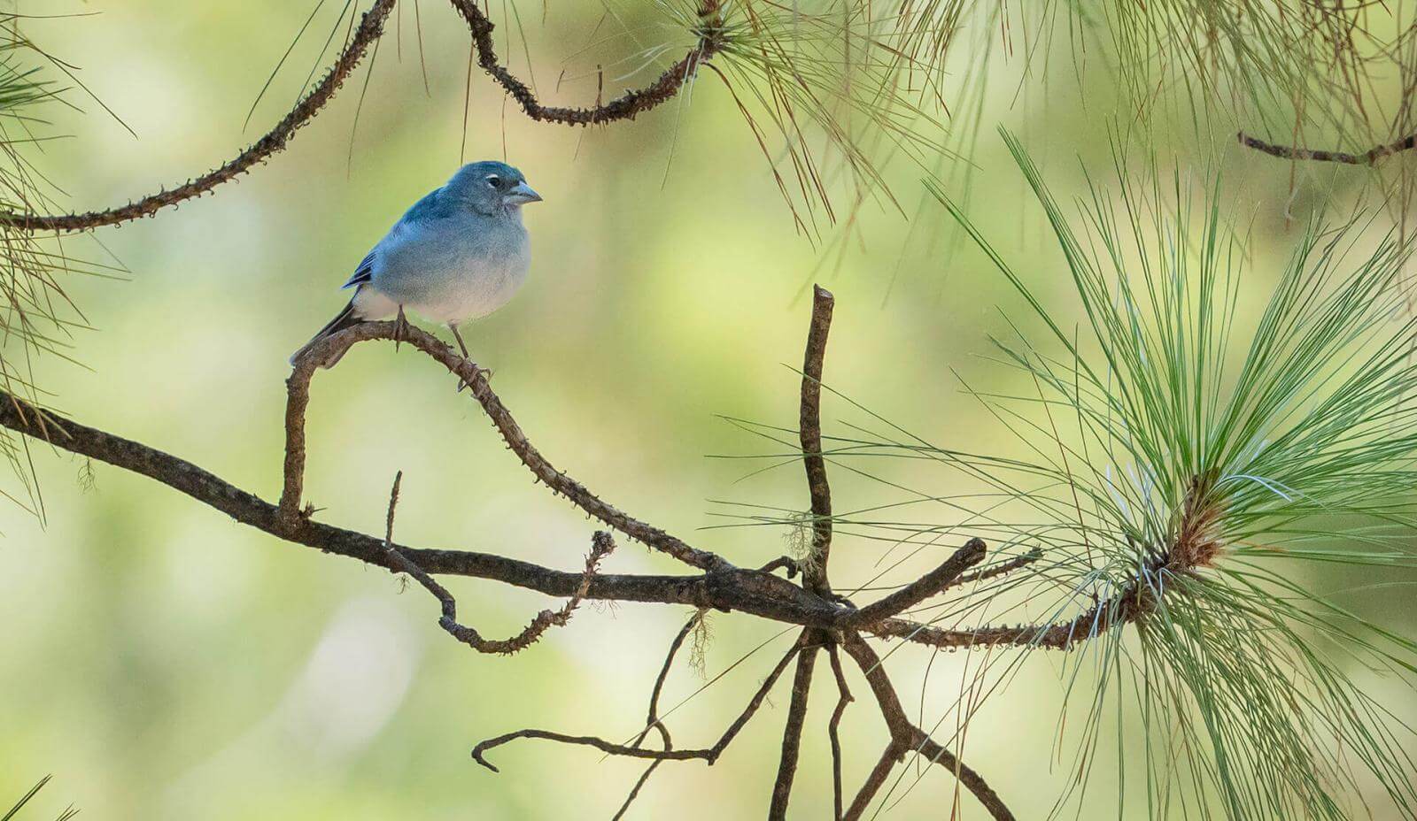 Pequeña ave azul de pecho grisáceo y pico fino posada en una rama de pino con agujas verdes claras y suaves.