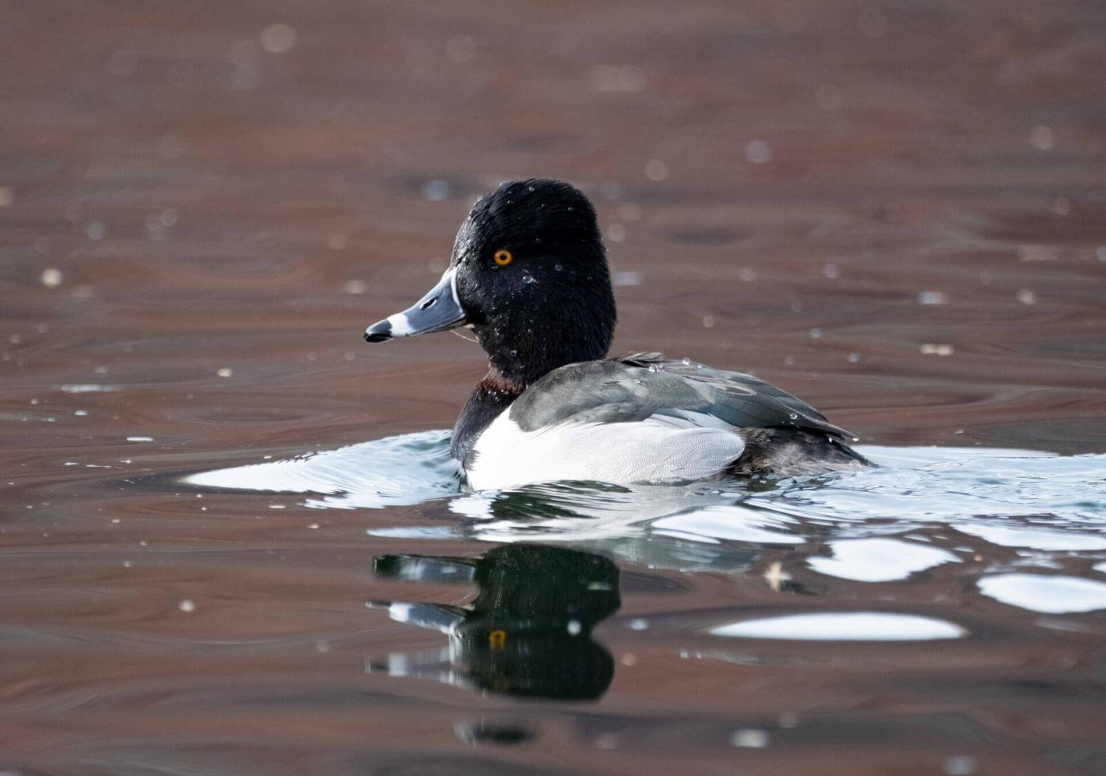 Pato de plumaje oscuro y blanco, cabeza redondeada, ojos amarillos intensos y pico azul nadando en el agua.