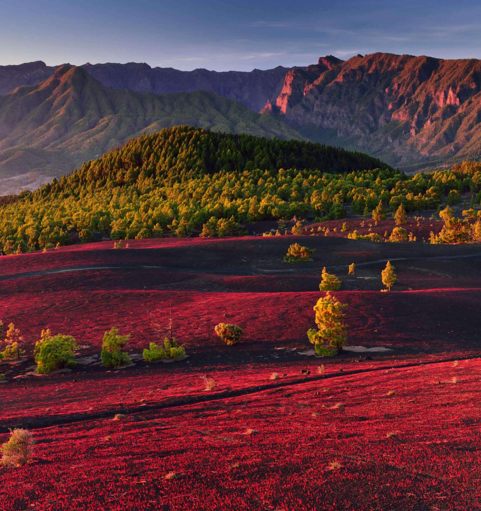 Llanos del Jable en La Palma, con una llanura rojiza volcánica, bosque de pino canario y montañas al fondo.