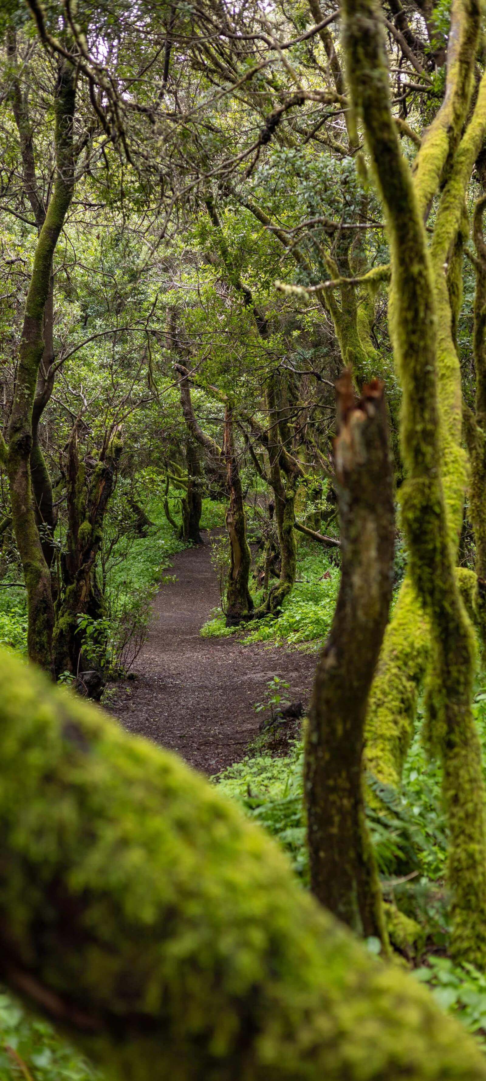 El sendero de La Llanía en El Hierro atraviesa un frondoso bosque de laurisilva con troncos cubiertos de musgo.