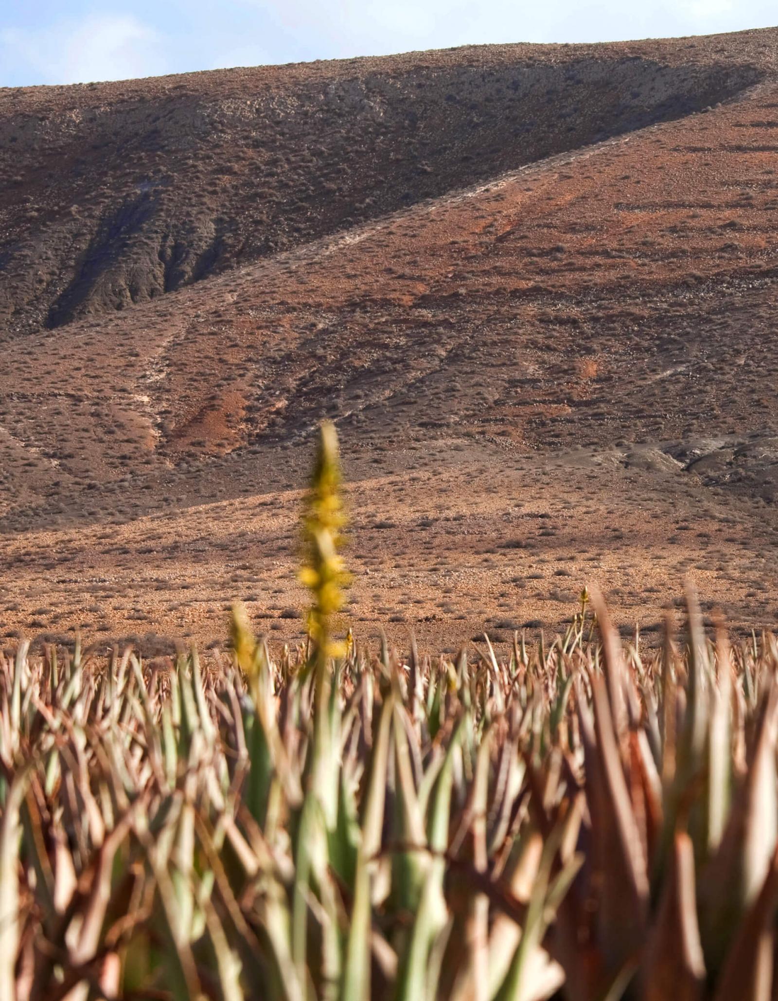 Imagen - Producto Canario - Aloe Vera - 01