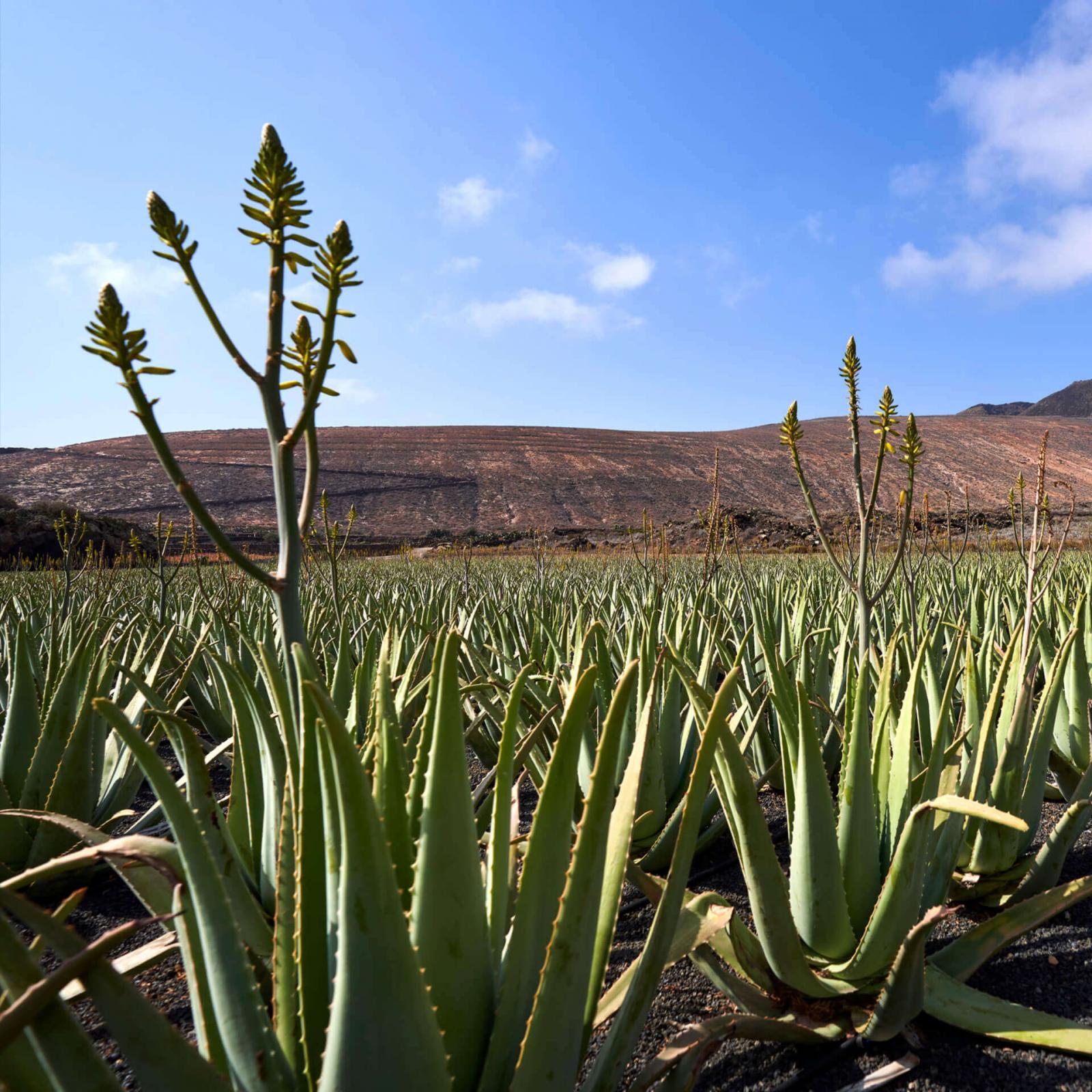 Imagen - Producto Canario - Aloe Vera - 03