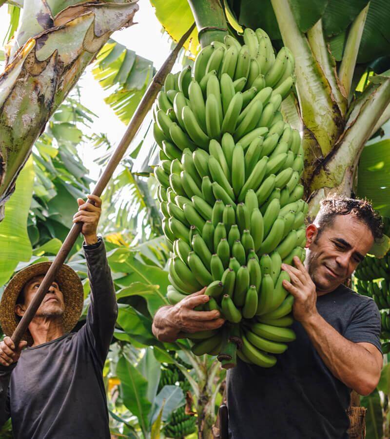 Plataneras. La Palma