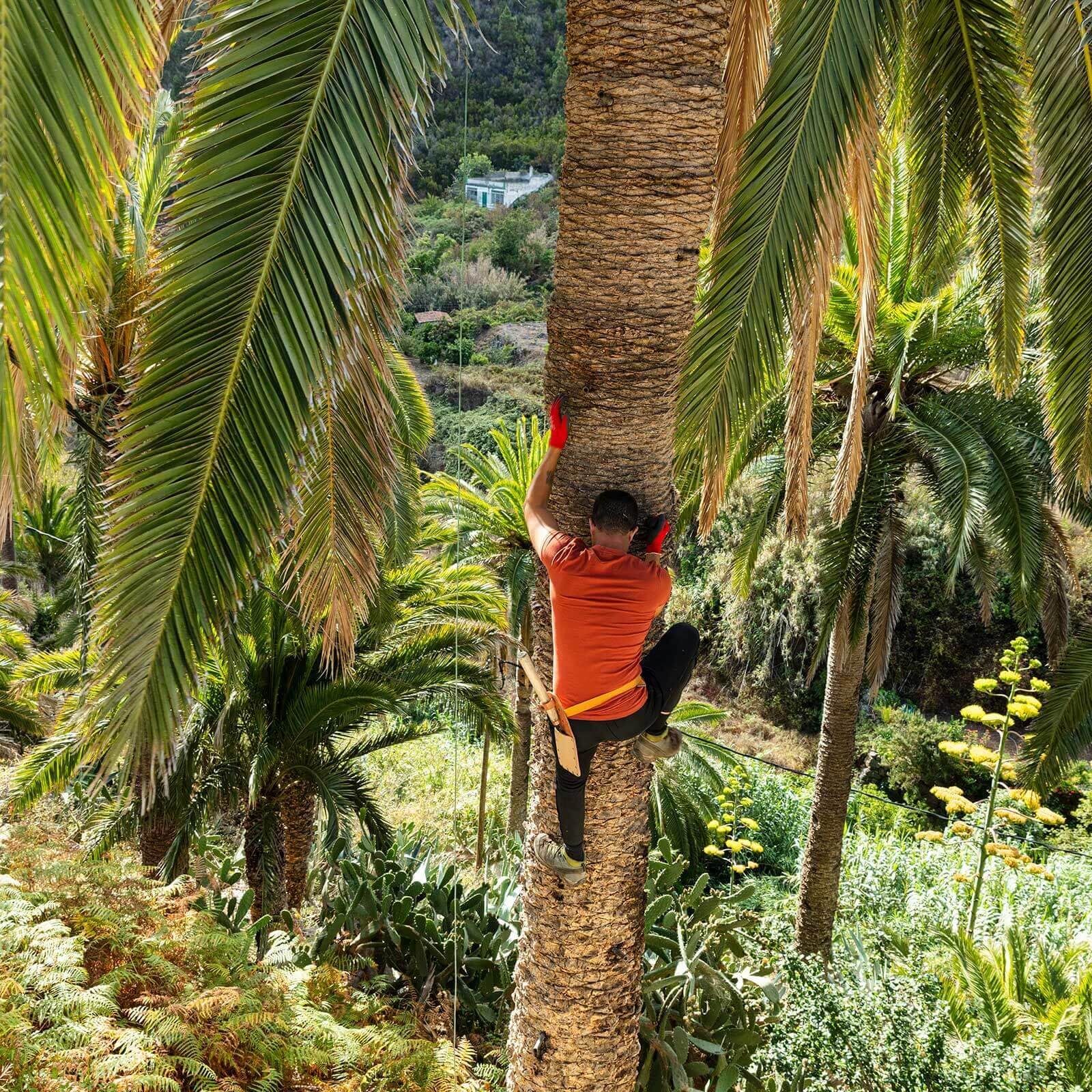 Palmera canaria. Miel de palma