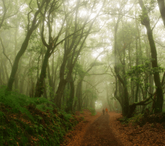 Bosque del Cedro. Garajonay. La Gomera
