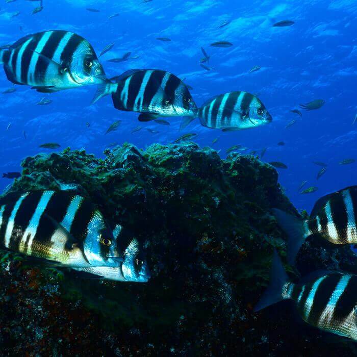 Baja Bocarones. El Hierro.