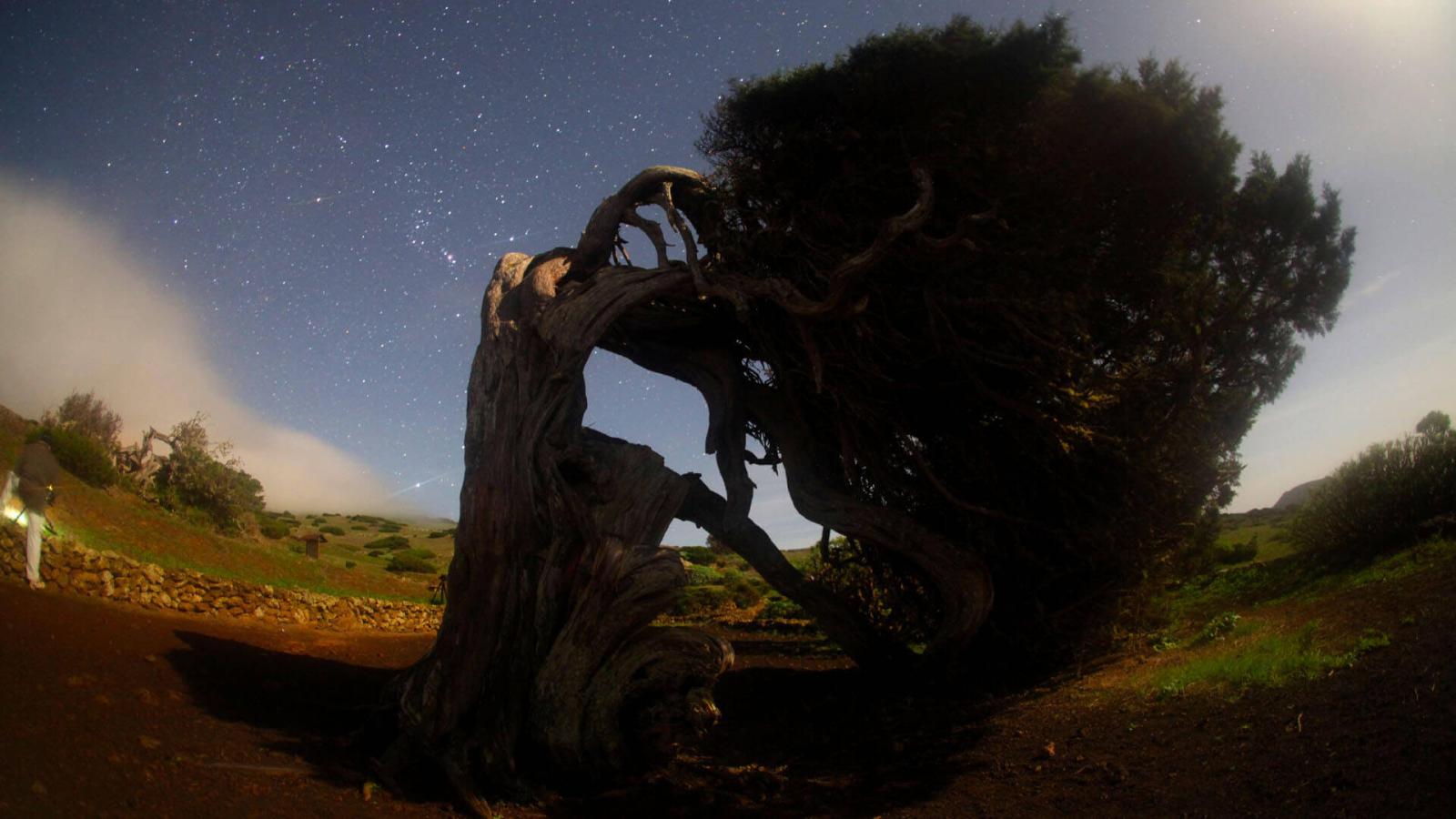 Sabinar. El Hierro.