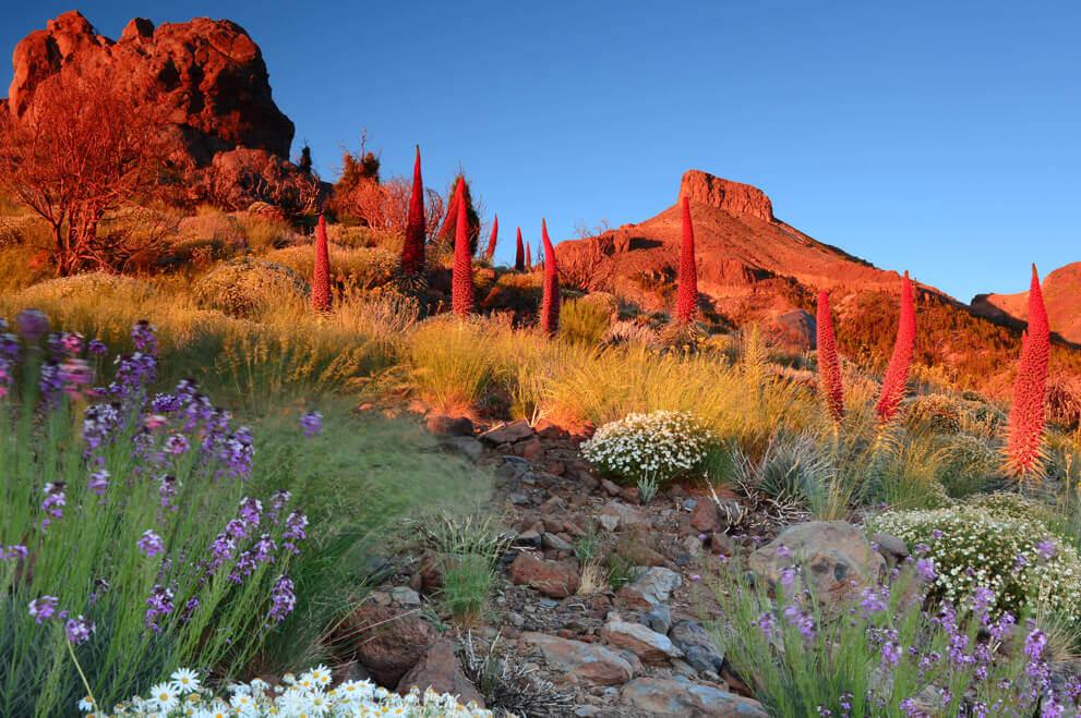 Tajinastes rojos en flor en las laderas del Teide, iluminados al atardecer entre rocas volcánicas y matorral canario.