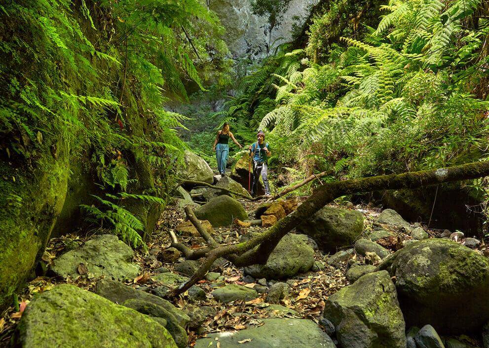 Dos personas avanzan entre rocas y helechos en el Bosque de Los Tilos, rodeadas de laurisilva.