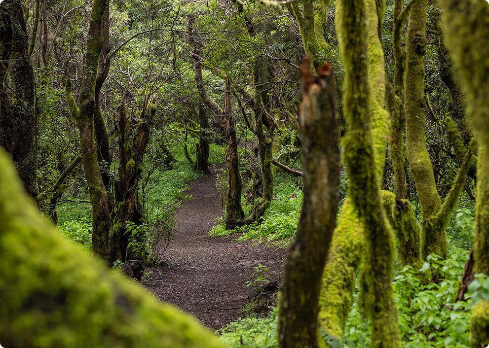 El sendero de La Llanía en El Hierro atraviesa un frondoso bosque de laurisilva con troncos cubiertos de musgo.