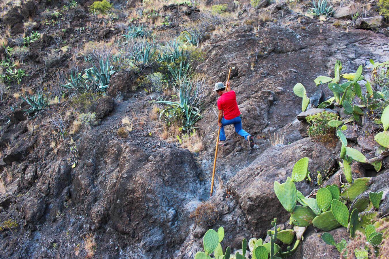 Salto Pastor - La Gomera