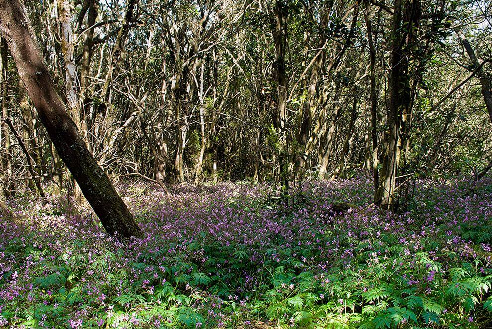 La Gomera. Sendero Contadero - El Cedro