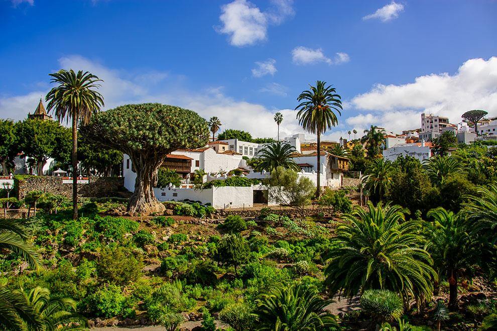 Tenerife. Icod de los Vinos. Drago milenario