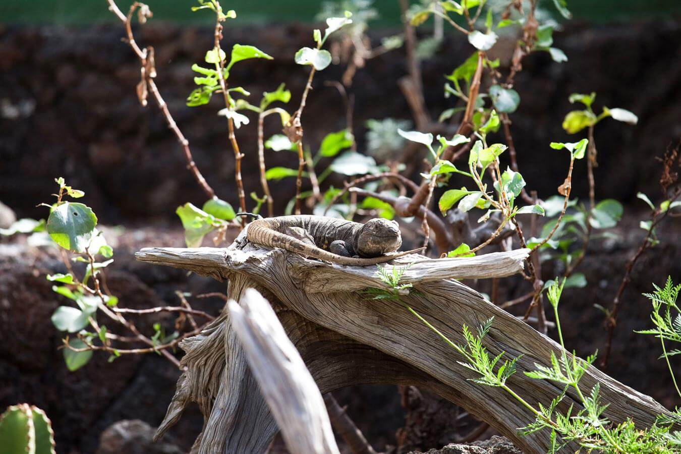 El Hierro. Lagarto Gigante