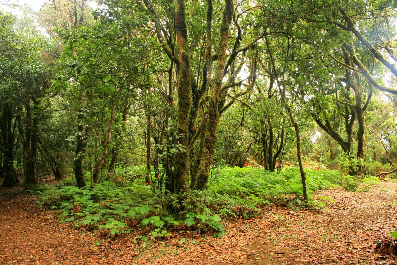 Tenerife. Bosque de las Mercedes. Anaga