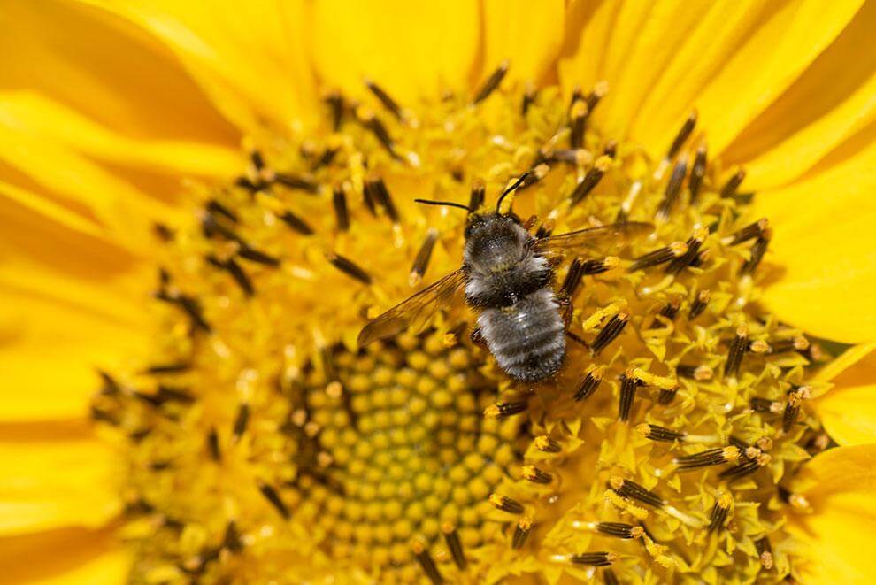 Girasol