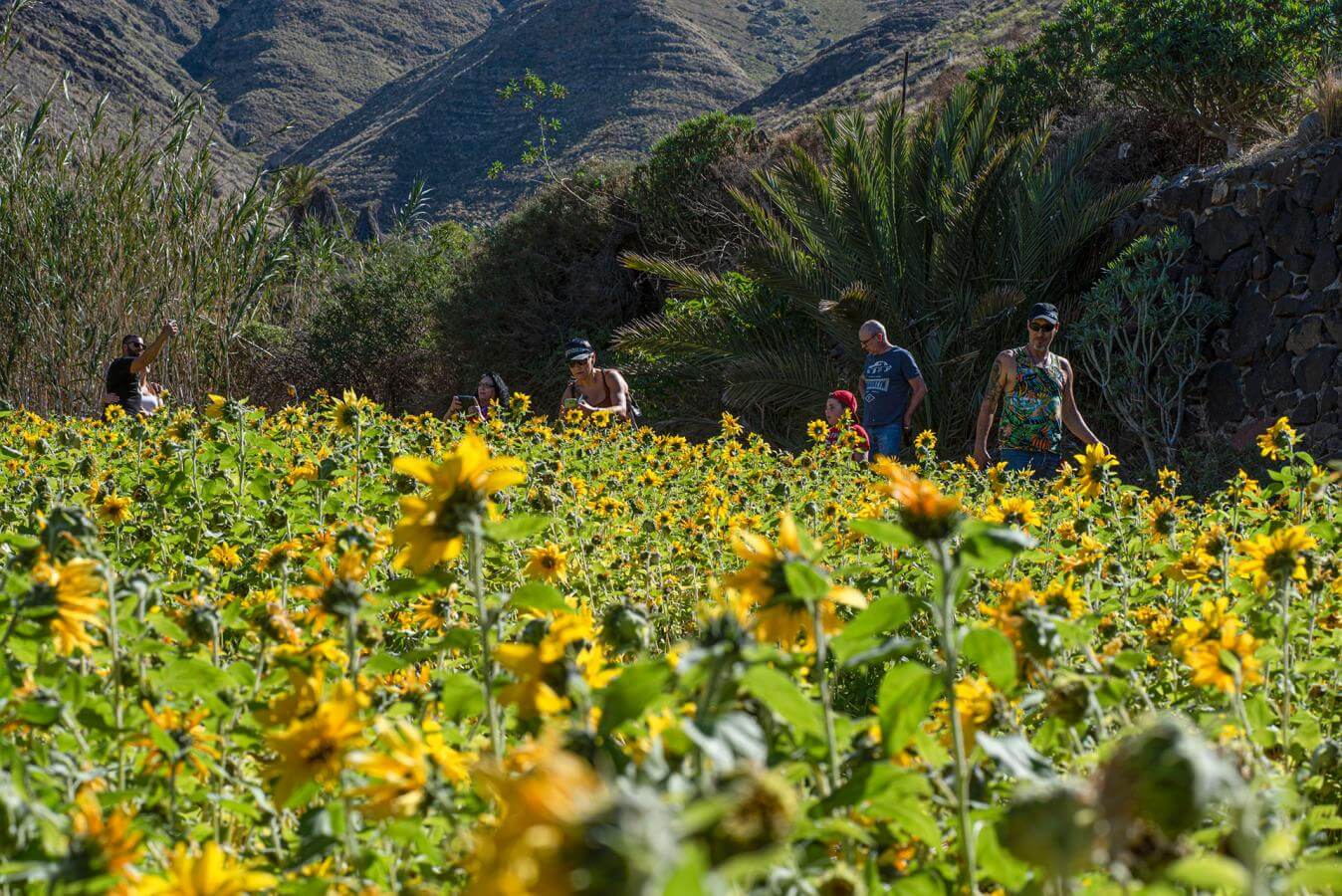 Campo de Girasoles