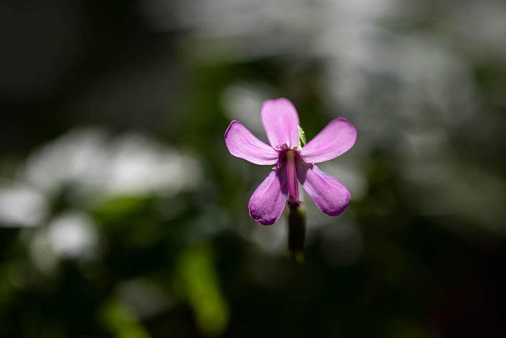 La Gomera.