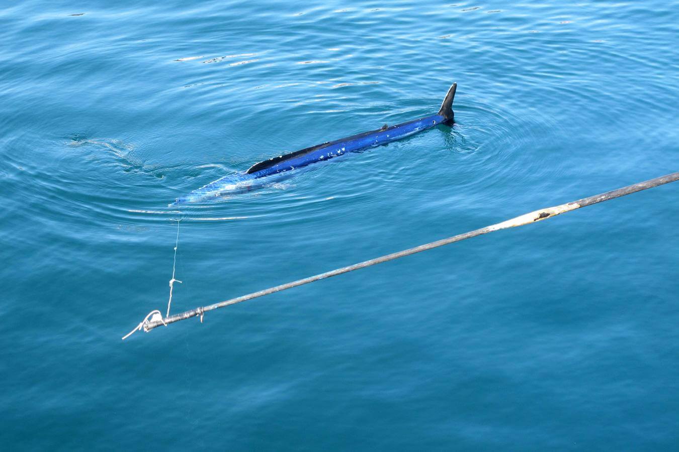 El Hierro. Pesca Artesanal. Peto
