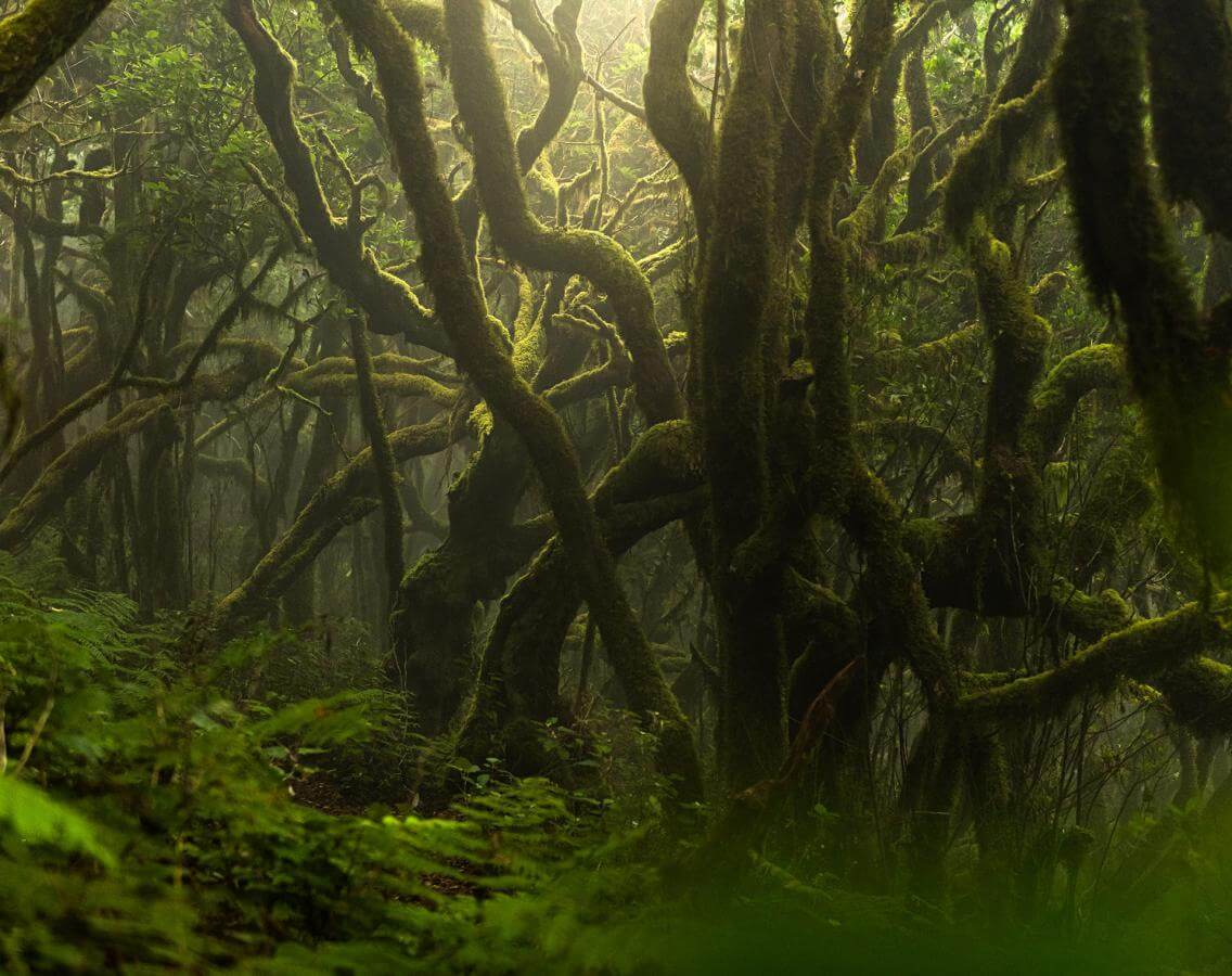 Bosque de laurisilva