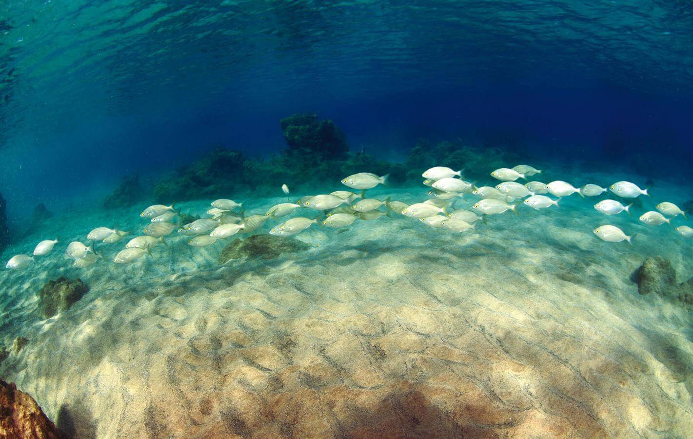 Lanzarote. Playa Chica