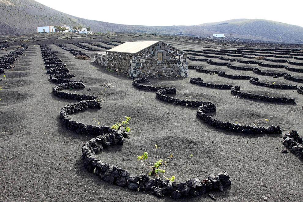 Lanzarote. La Geria