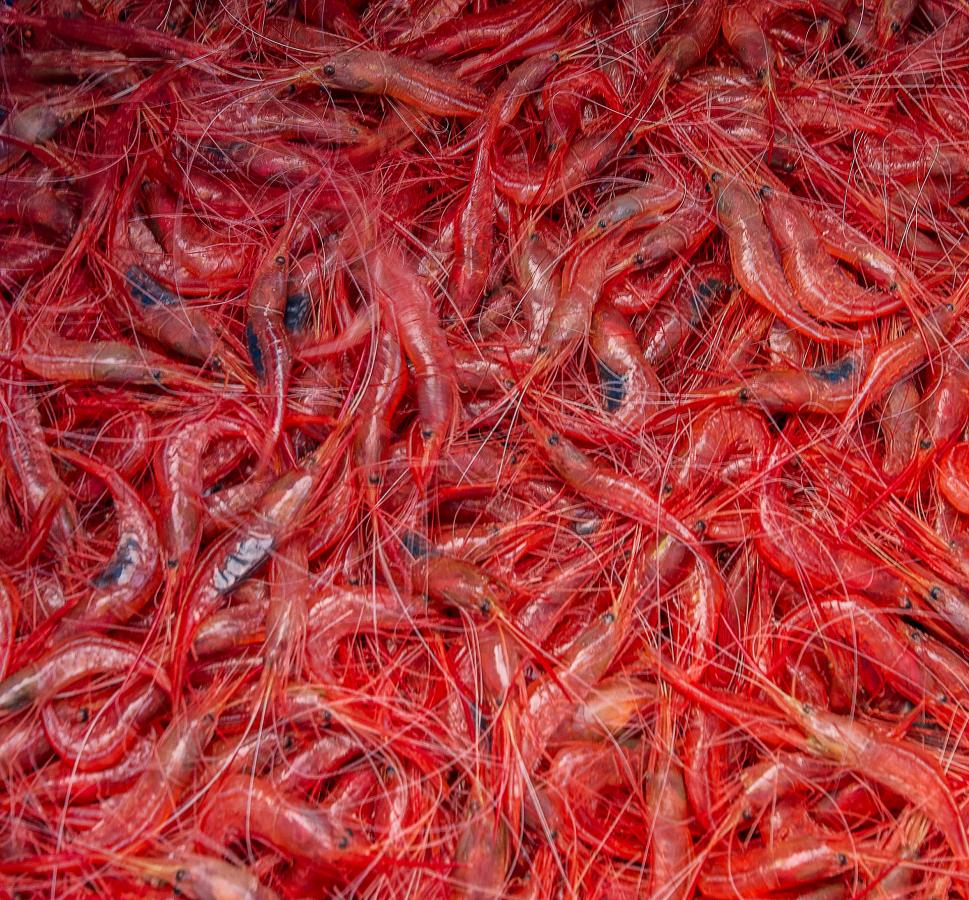 Lanzarote. Pesca del camaron