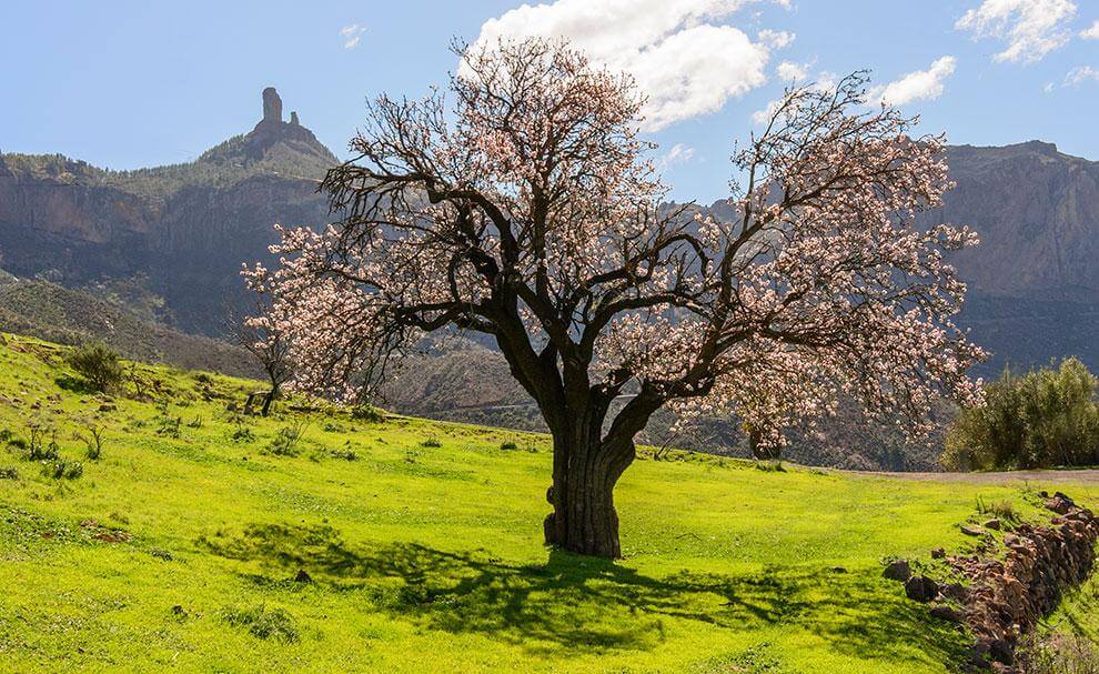  Gran Canaria. Roque Nublo