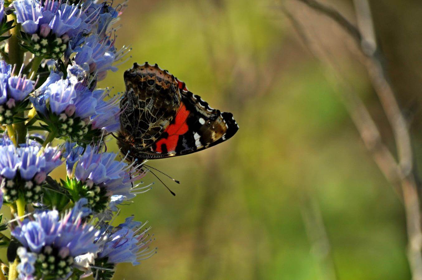 Tajinate azul y mariposa