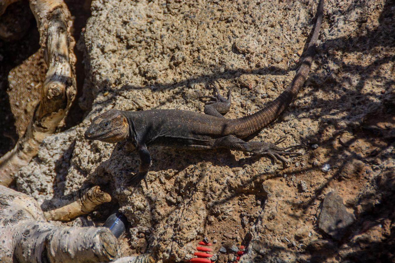 Gran Canaria. Cenobio Valerón. Lagarto